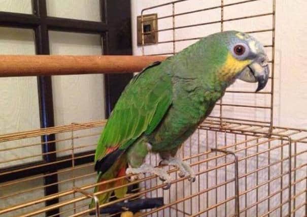 Can you help find this missing parrot?