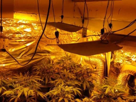 Police carrying out a warrant uncovered this cannabis farm in Heckmondwike.