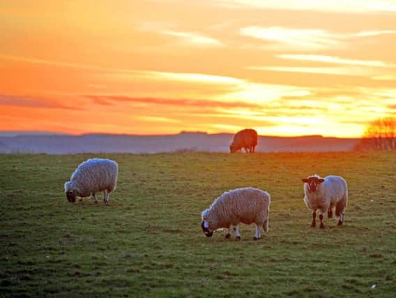 Sheep graze on the Yorkshire Dales as the sun sets on a spring-like day this week. Sadly, conditions are likely to turn nasty in the coming 48 hours.