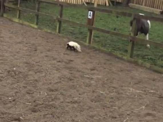 The skunk was found at an equestrian yard in Mirfield