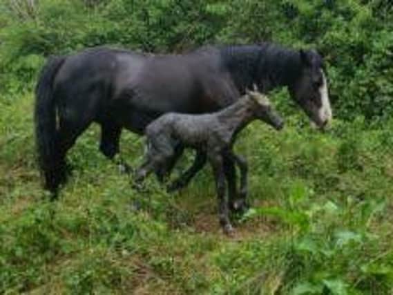 The foal back with its mother following the rescue.