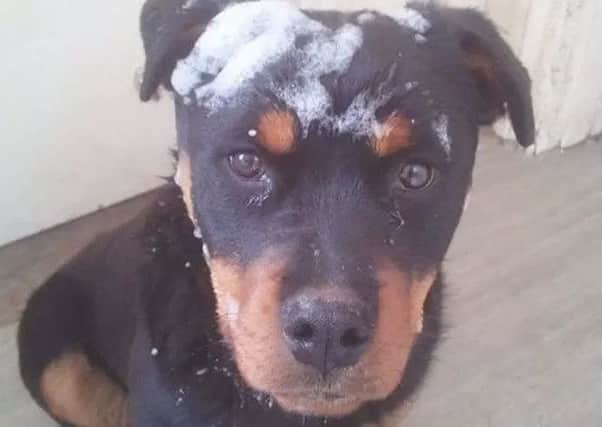 Sky, a two-year-old Rottweiler, was taken by thieves in Castleford.