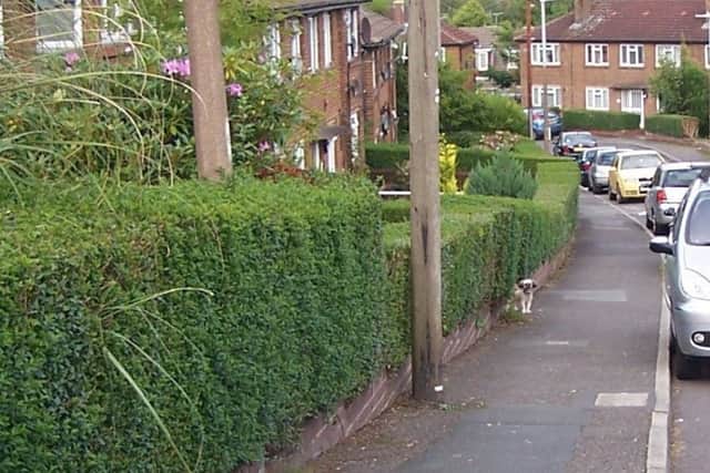 Some residents are protesting against removal of their hedges and replacement by railings at Turnsteads Drive, Ckeckheaton