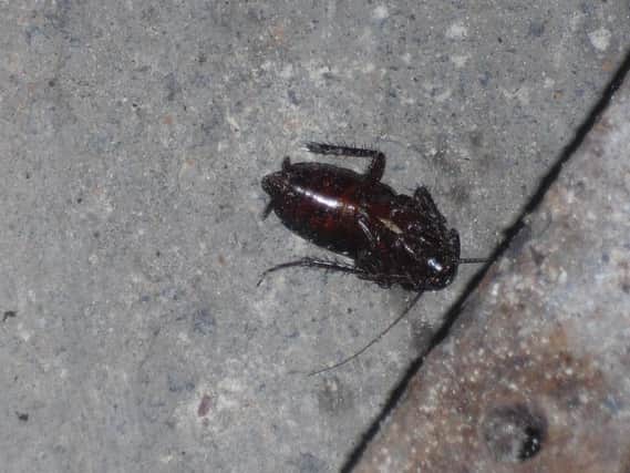 A cockroach photographed at the Hot Grill restaurant in Ravensthorpe. The infestation has now been resolved.