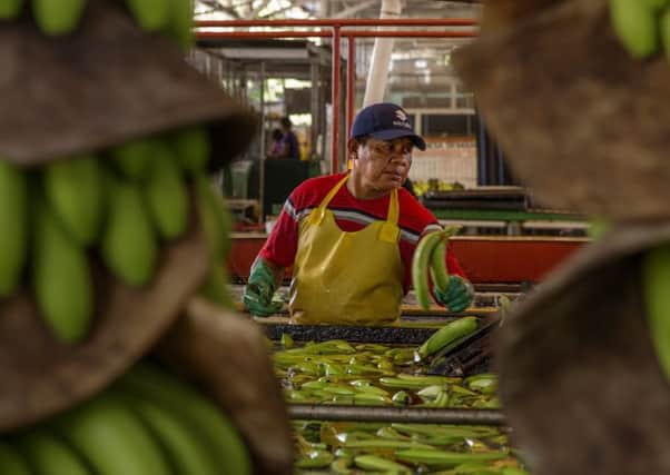 SUPPORT: A Fairtrade farmer is shown washing bananas.