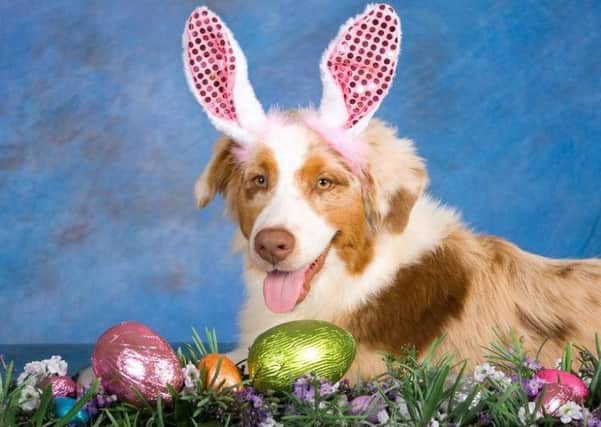 Keep your Easter eggs away from pets.