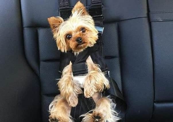 Buckle up your pets or face a hefty fine.