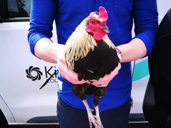 The cocky cockerel was caught this morning.
