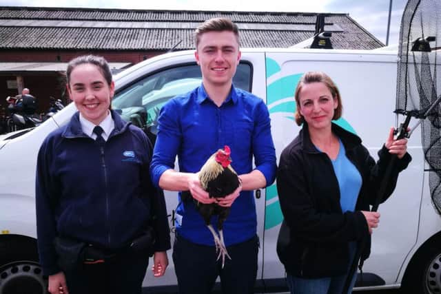 Officers caught the cockerel this morning.
