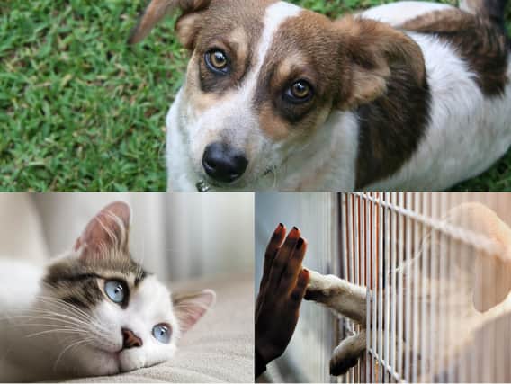 There are a wide array of charities and rescue centres throughout Yorkshire which offer a variety of small animals for adoption and rehoming