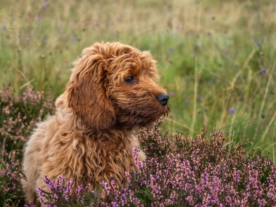 A cockapoo is a cross between a cocker spainel and a poodle (Photo: Shutterstock)