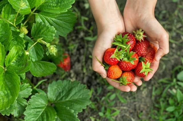 This is how to sign up to pick fruit and vegetables (Photo: Shutterstock)